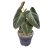 Philodendron melanochrysum (BE)