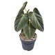Philodendron melanochrysum (BE)