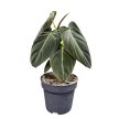 Philodendron melanochrysum (BE)