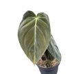 Philodendron melanochrysum (BE)