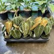 Philodendron melanochrysum (BE)