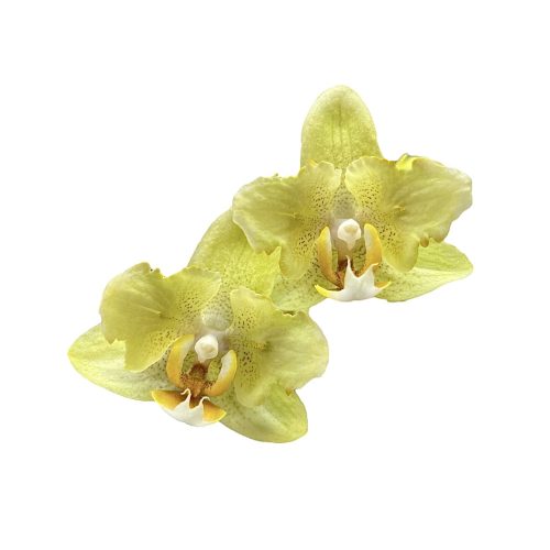 Phalaenopsis 'Yellow' >pelóriás<