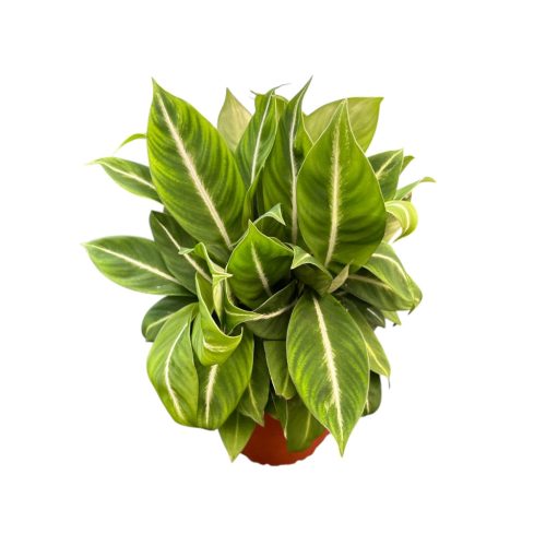 Spathiphyllum 'Silver Streak'