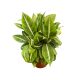 Spathiphyllum 'Silver Streak'