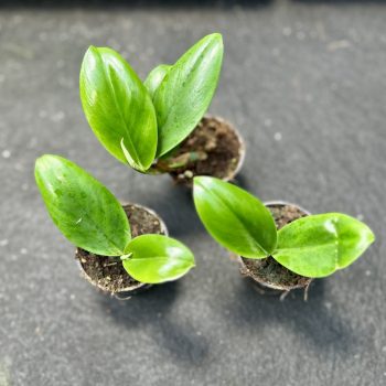 Rhaphidophora honkongensis (Grower's Select)