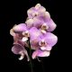Phalaenopsis 'Rosete' (virágzóképes)