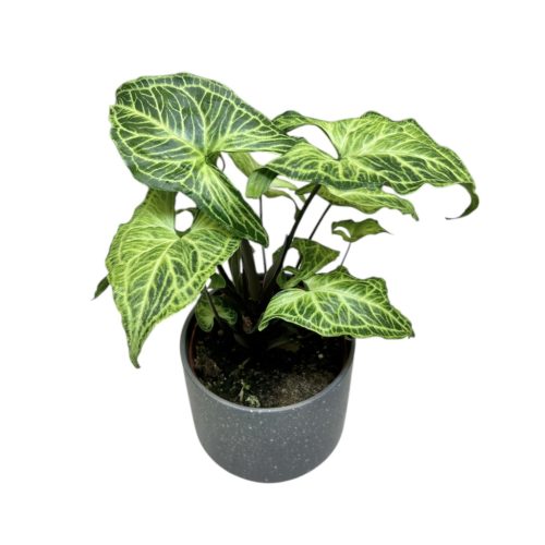 Syngonium podophyllum 'Batik' (Inplanted)