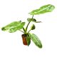 Philodendron 'Jose Buono'