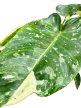 Philodendron 'Jose Buono'