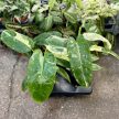 Philodendron 'Jose Buono'