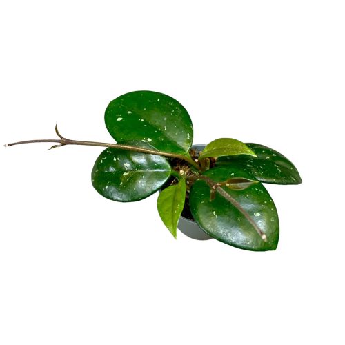 Hoya carnosa (Inplanted)