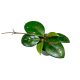Hoya carnosa (Inplanted)