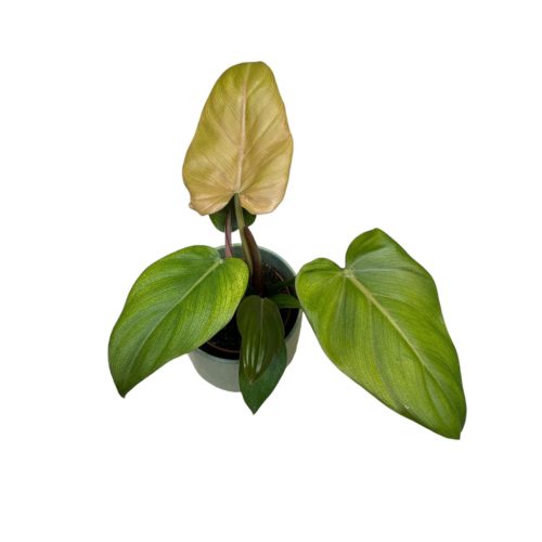 Philodendron 'Summer Glory'