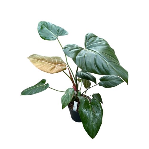Philodendron 'Summer Glory'