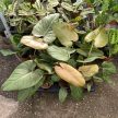 Philodendron 'Summer Glory'