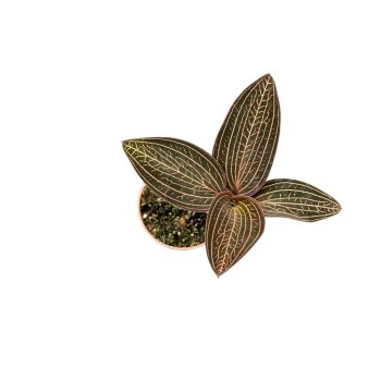   Anoectochilus ‘Spiderman’ (Anoectochilus chapaensis X Ludisia discolor)