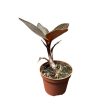 Anoectochilus ‘Spiderman’ (Anoectochilus chapaensis X Ludisia discolor)