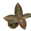 Anoectochilus ‘Spiderman’ (Anoectochilus chapaensis X Ludisia discolor)