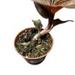 Anoectochilus ‘Spiderman’ (Anoectochilus chapaensis X Ludisia discolor)