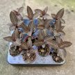 Anoectochilus ‘Spiderman’ (Anoectochilus chapaensis X Ludisia discolor)