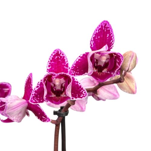 Phalaenopsis 'Hornglin Vicky Variegata' >peloric<