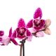 Phalaenopsis 'Hornglin Vicky Variegata' >peloric<