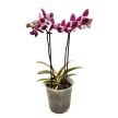 Phalaenopsis 'Hornglin Vicky Variegata' >peloric<