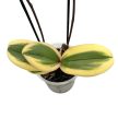 Phalaenopsis 'Hornglin Vicky Variegata' >peloric<