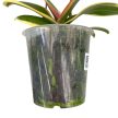 Phalaenopsis 'Hornglin Vicky Variegata' >peloric<