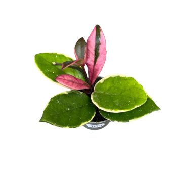 Hoya carnosa 'Flamingo Dream' (Inplanted)