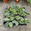 Hoya carnosa 'Flamingo Dream' (Inplanted)