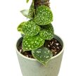 Scindapsus pictus 'Snake Scale' (Inplanted)