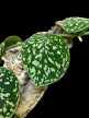 Scindapsus pictus 'Snake Scale' (Inplanted)
