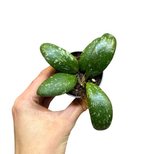 Hoya sigillatis 'AH001' (Inplanted)