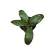 Hoya sigillatis 'AH001' (Inplanted)