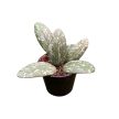 Hoya sigillatis 'AH001' (Inplanted)