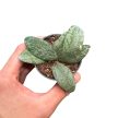 Hoya sigillatis 'AH001' (Inplanted)