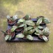 Hoya sigillatis 'AH001' (Inplanted)