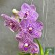 Vanda ‘Pink Spot’