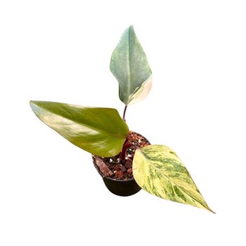 Philodendron 'Strawberry Shake' (Inplanted)