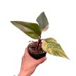 Philodendron 'Strawberry Shake' (Inplanted)