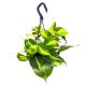 Philodendron scandens 'Brasil' (XL)