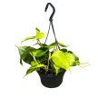 Philodendron scandens 'Brasil' (XL)