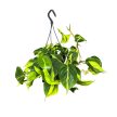 Philodendron scandens 'Brasil' (XL)