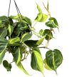 Philodendron scandens 'Brasil' (XL)