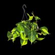 Philodendron scandens 'Brasil' (XL)