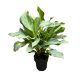 Aglaonema 'Aqua Green' (XL)