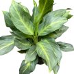 Aglaonema 'Aqua Green' (XL)