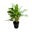 Aglaonema 'Aqua Green' (XL)