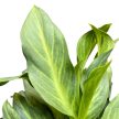 Aglaonema 'Aqua Green' (XL)